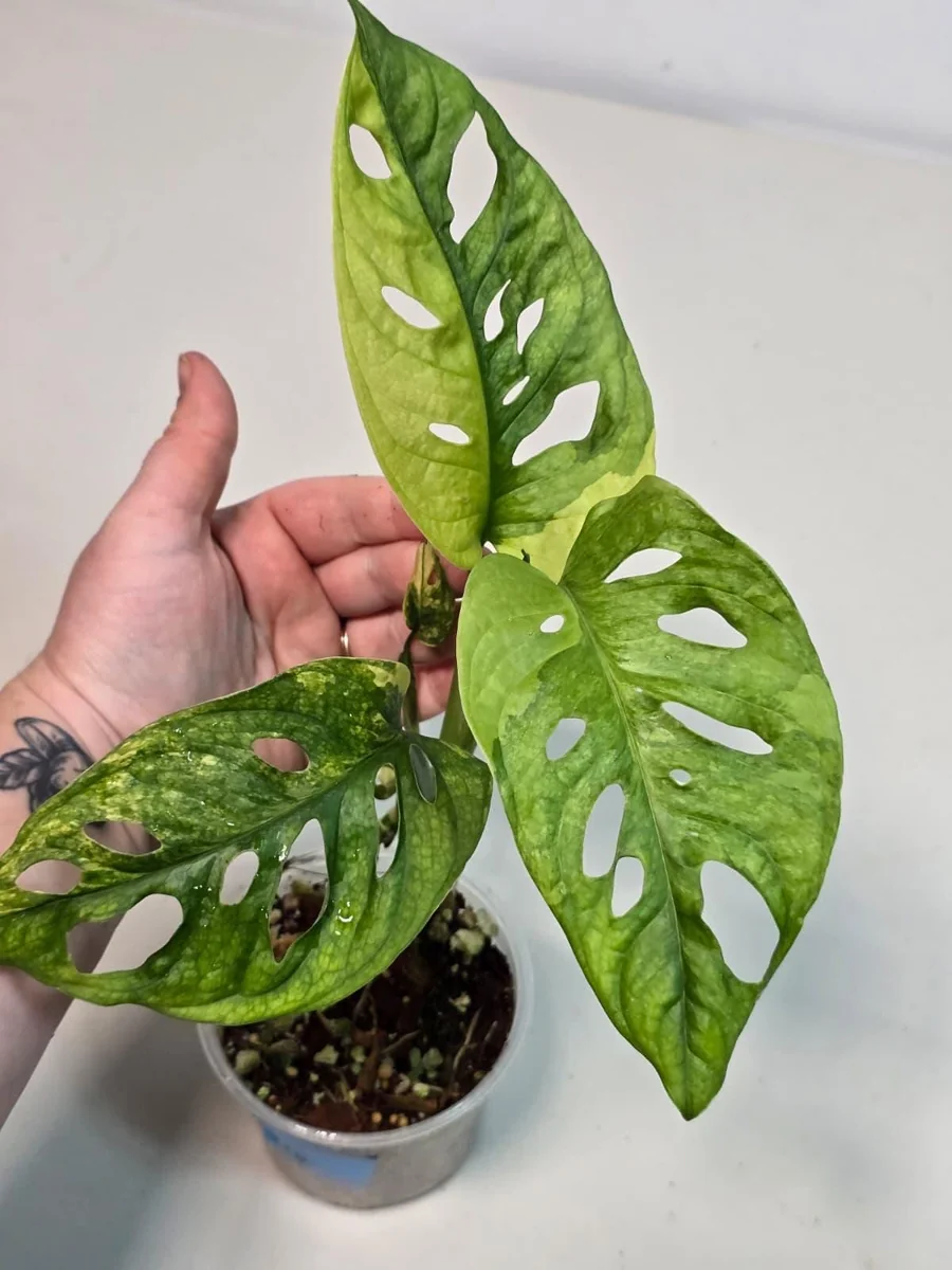 Monstera Adansonii Aurea Variegated Live Plant - Swiss Cheese Vine Houseplant - Image 5