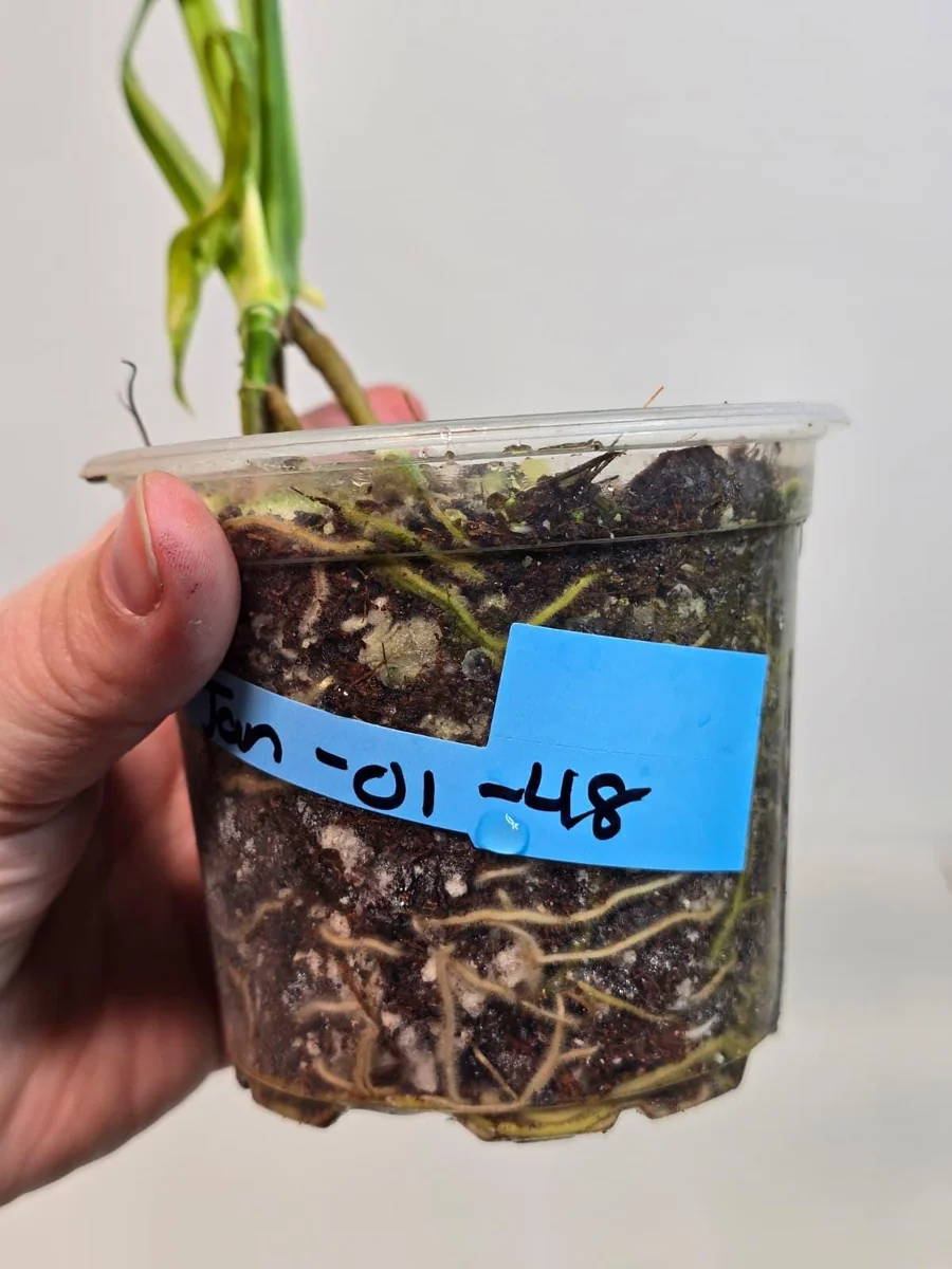 Monstera Adansonii Aurea Variegated Live Plant - Swiss Cheese Vine Houseplant - Image 6