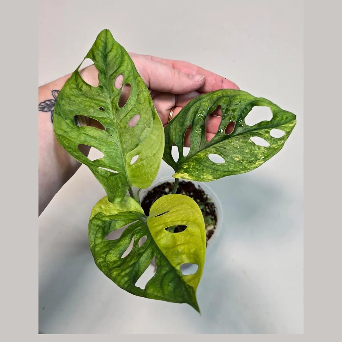Monstera Adansonii Aurea Variegated Live Plant - Swiss Cheese Vine Houseplant - Image 1