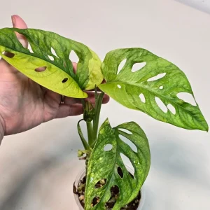 Monstera Adansonii Aurea Variegated Swiss Cheese Plant - Live Houseplant - Image 3