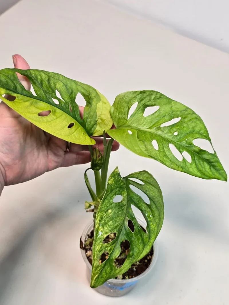 philodendron cannifolium Philodendron bipennifolium