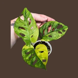 Monstera Adansonii Aurea Variegated Swiss Cheese Plant - Live Houseplant - Image 1