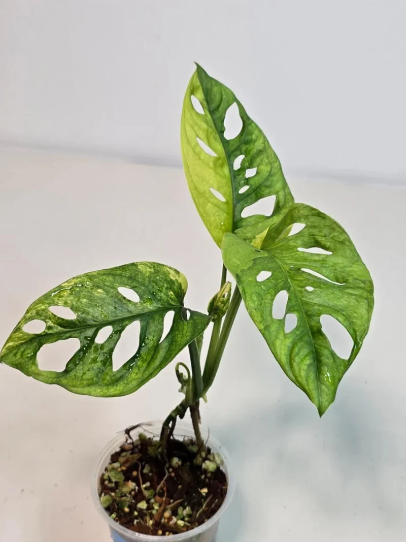pothos golden plant care Golden Pothos Epipremnum aureum - Easy Care Air Purifying Houseplant main image 0