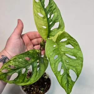 Monstera Adansonii Aurea Variegated Swiss Cheese Plant - Live Houseplant - Image 6