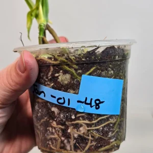 Monstera Adansonii Aurea Variegated Swiss Cheese Plant - Live Houseplant - Image 7