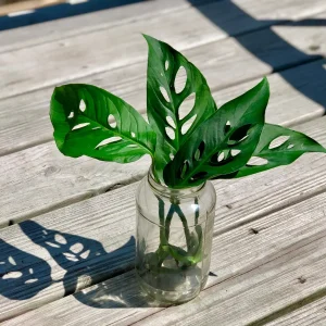 Monstera Adansonii Cuttings – Live Indoor Swiss Cheese Plant – Easy Care Houseplant - Image 3