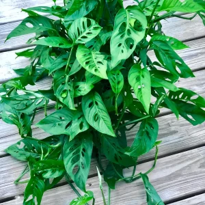 Monstera Adansonii Cuttings – Live Indoor Swiss Cheese Plant – Easy Care Houseplant - Image 4