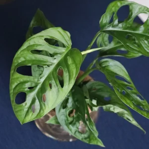 Monstera Adansonii Cuttings - Swiss Cheese Plant Live Indoor Houseplant - Image 2