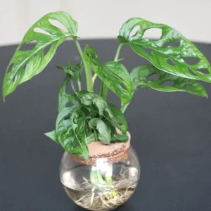 Monstera Adansonii Cuttings - Swiss Cheese Plant Live Indoor Houseplant - Image 7