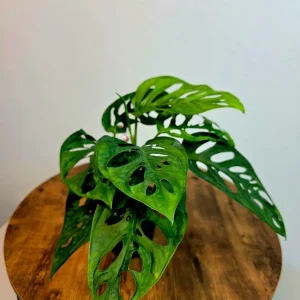 Monstera Adansonii Laniata Live Plant – 4 inch Pot – Wide Form Swiss Cheese Houseplant - Image 4
