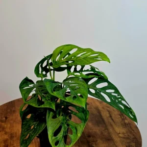 Monstera Adansonii Laniata Live Plant – 4 inch Pot – Wide Form Swiss Cheese Houseplant - Image 5