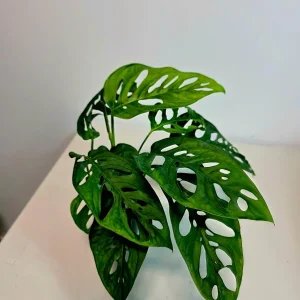 Monstera Adansonii Laniata Live Plant – 4 inch Pot – Wide Form Swiss Cheese Houseplant - Image 7