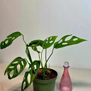 Monstera Adansonii Laniata Live Plant - 6 inch Pot - Wide Form Vining Houseplant - Image 2