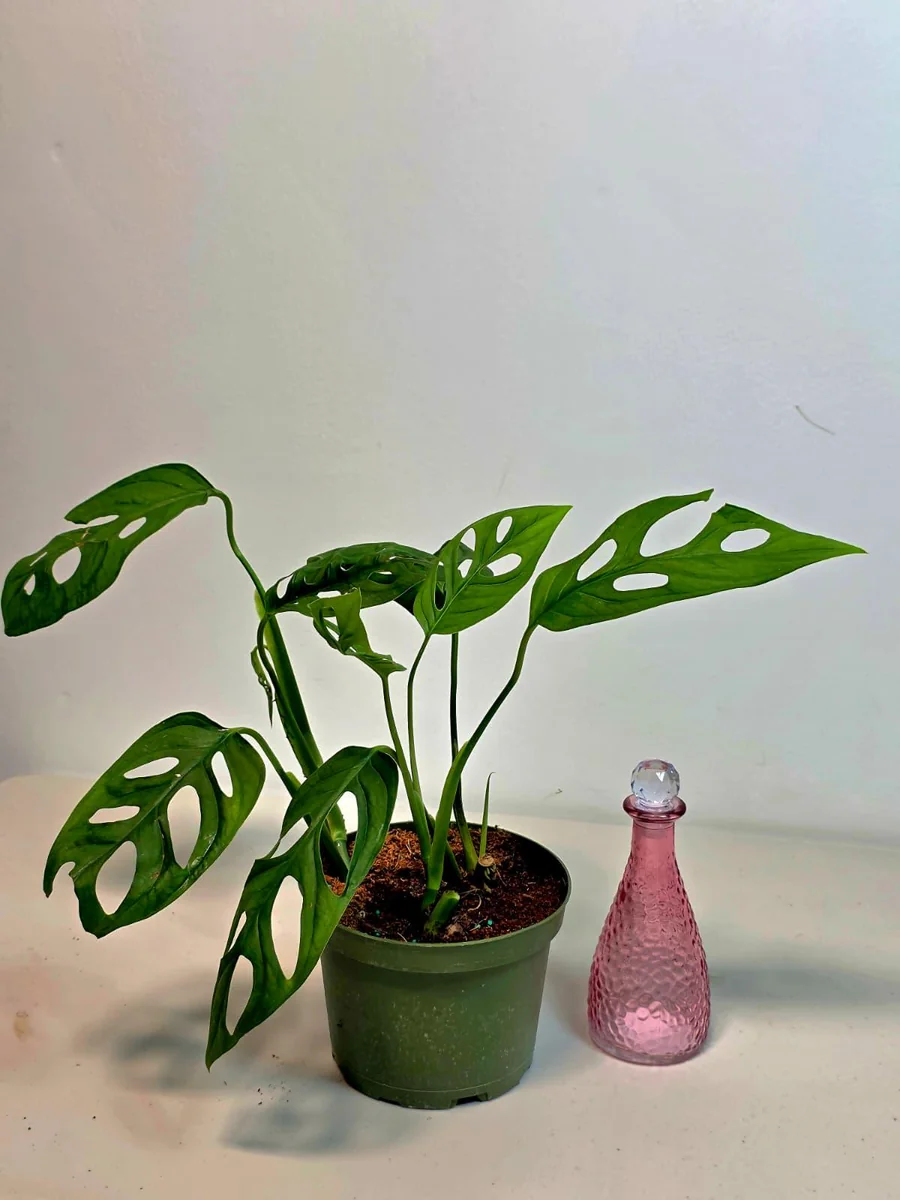 Monstera Adansonii Laniata Live Plant - 6 inch Pot - Wide Form Vining Houseplant - Image 2