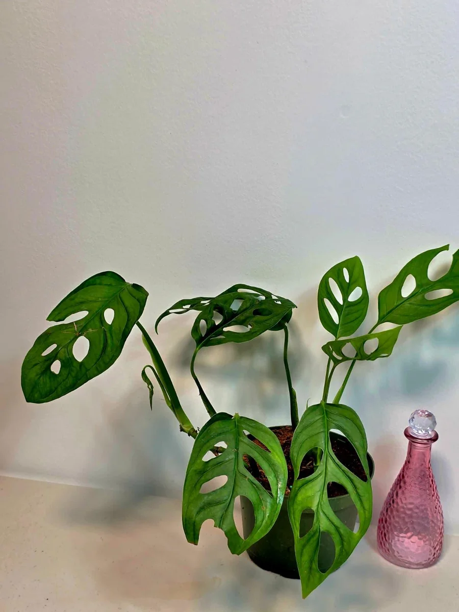 Monstera Adansonii Laniata Live Plant - 6 inch Pot - Wide Form Vining Houseplant - Image 3