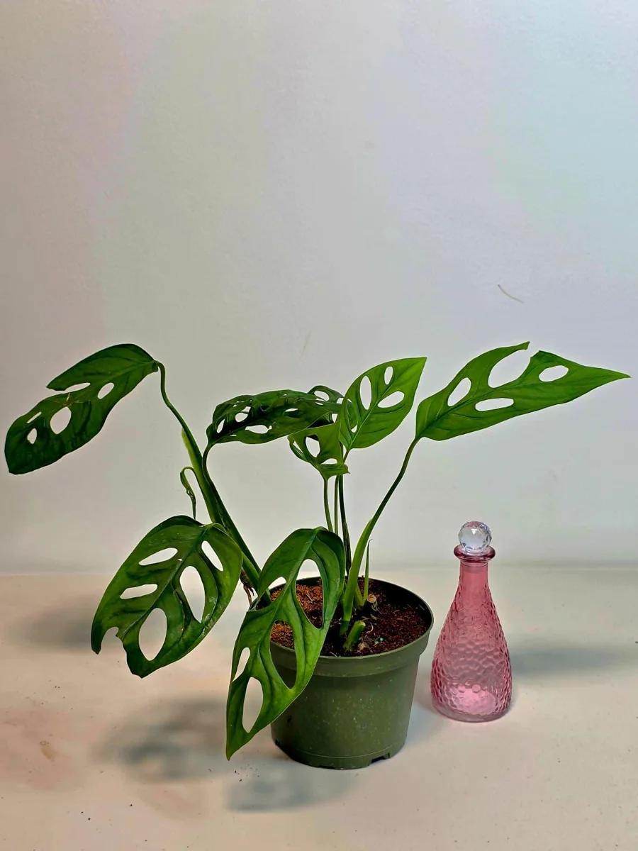 Monstera Adansonii Laniata Live Plant - 6 inch Pot - Wide Form Vining Houseplant - Image 4