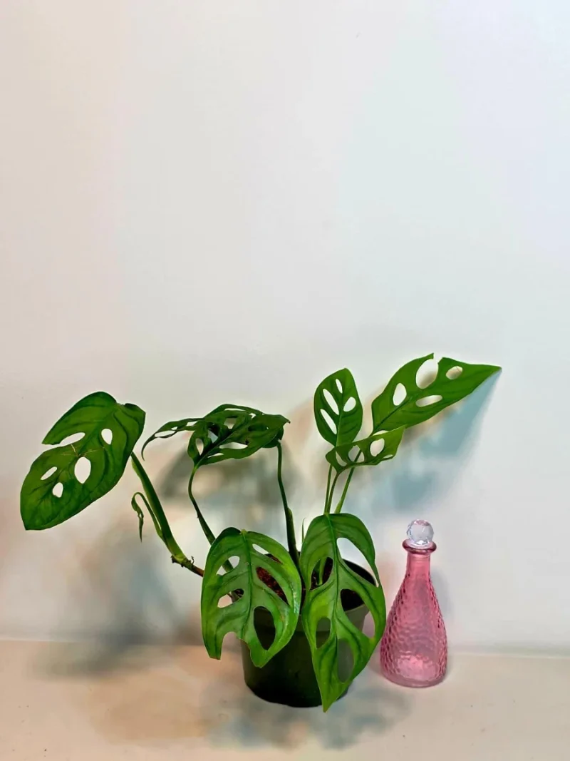 Monstera Adansonii Laniata Live Plant - 6 inch Pot Swiss Cheese