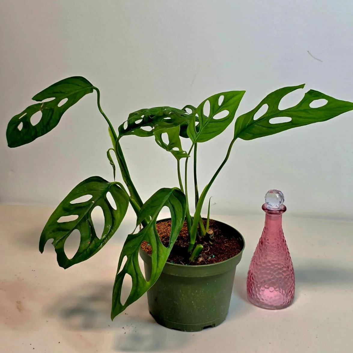 Monstera Adansonii Laniata Live Plant - 6 inch Pot - Wide Form Vining Houseplant - Image 1