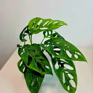 Monstera Adansonii Laniata Live Plant – Swiss Cheese Vine – 4 Inch Pot – Indoor Houseplant - Image 3