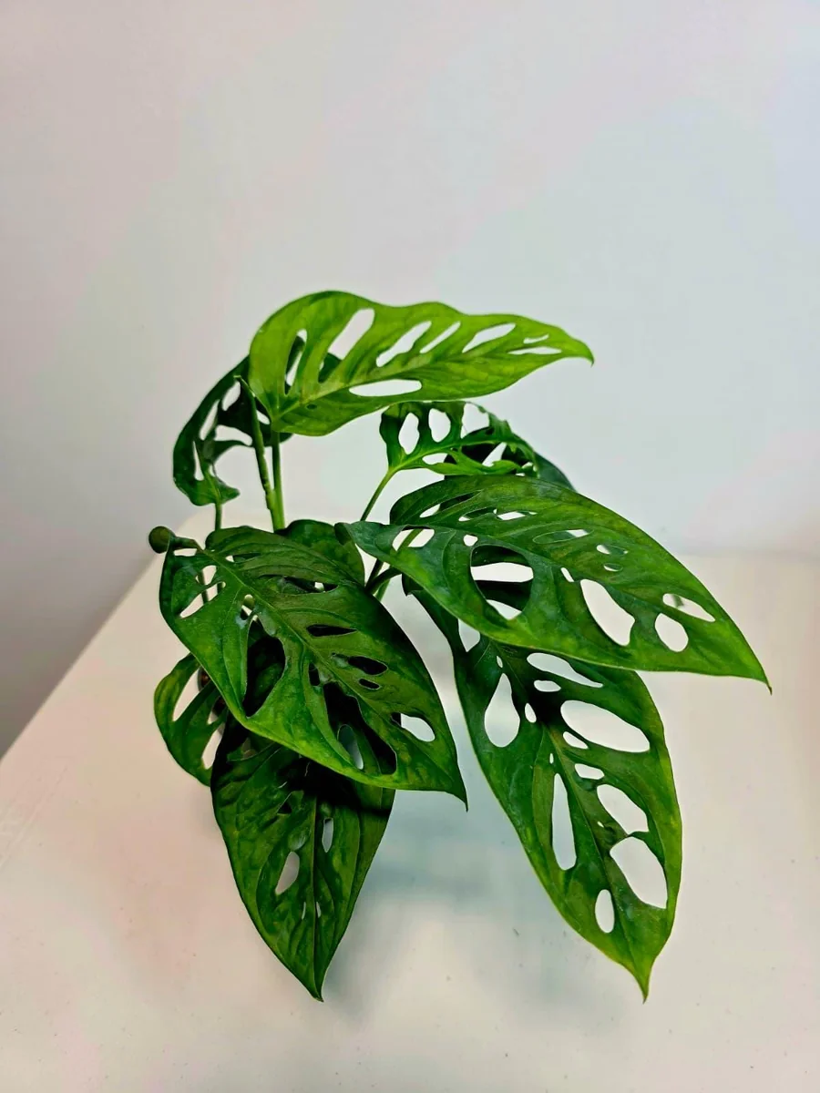 Monstera Adansonii Laniata Live Plant – Swiss Cheese Vine – 4 Inch Pot – Indoor Houseplant - Image 3