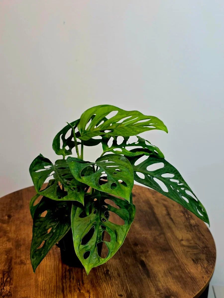 Monstera Adansonii Laniata Live Plant – Swiss Cheese Vine – 4 Inch Pot – Indoor Houseplant - Image 5