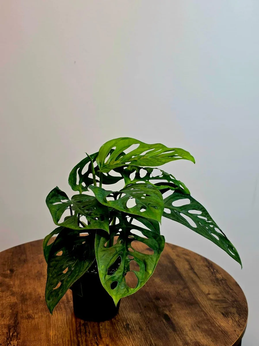 Monstera Adansonii Laniata Live Plant – Swiss Cheese Vine – 4 Inch Pot – Indoor Houseplant - Image 6