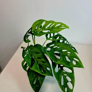 Monstera Adansonii Laniata Live Plant – Swiss Cheese Vine – 4 Inch Pot – Indoor Houseplant - Image 7