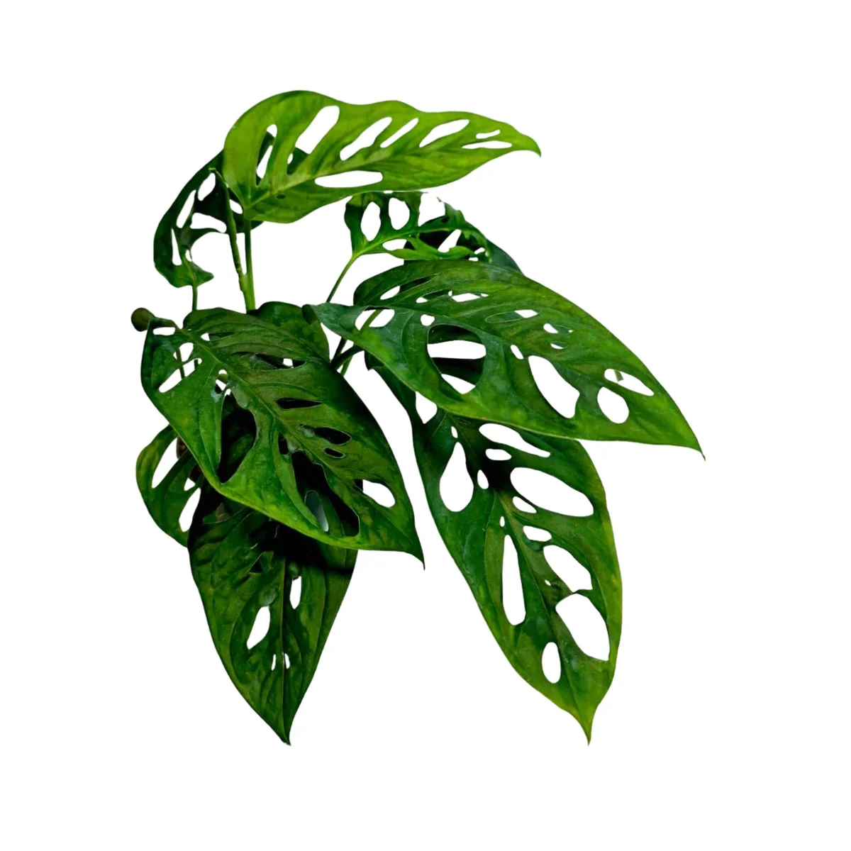 Monstera Adansonii Laniata Live Plant – Swiss Cheese Vine – 4 Inch Pot – Indoor Houseplant - Image 1