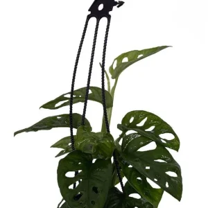 Monstera Adansonii Live Plant – Swiss Cheese Plant – 4 inch Hanging Basket – Indoor - Image 1