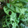 Monstera Adansonii Live Plant - Swiss Cheese Vine, 3.5 inch Pot, Indoor Tropical - Image 1