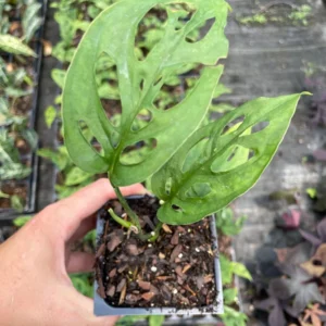 Monstera Adansonii Live Plant - Swiss Cheese Vine, 3.5 inch Pot, Indoor Tropical - Image 2