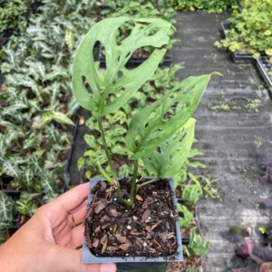 Monstera Adansonii Live Plant - Swiss Cheese Vine, 3.5 inch Pot, Indoor Tropical - Image 3