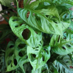 Monstera Adansonii Live Plant - Swiss Cheese Vine, 3.5 inch Pot, Indoor Tropical - Image 1