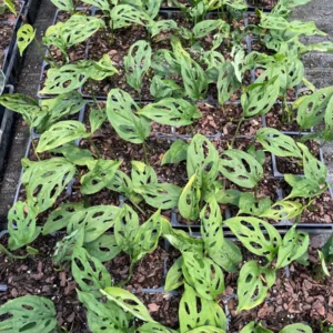 Monstera Adansonii Live Plant - Swiss Cheese Vine, 3.5 inch Pot, Indoor Tropical - Image 4