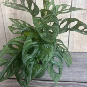 Monstera Adansonii Live Plant – Swiss Cheese Vine – 4 inch Pot – Indoor/Outdoor - Image 2