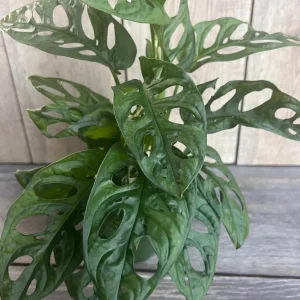Monstera Adansonii Live Plant – Swiss Cheese Vine – 4 inch Pot – Indoor/Outdoor - Image 1