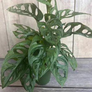 Monstera Adansonii Live Plant – Swiss Cheese Vine – 4 inch Pot – Indoor/Outdoor - Image 4