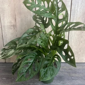 Monstera Adansonii Live Plant – Swiss Cheese Vine – 4 inch Pot – Indoor/Outdoor - Image 7