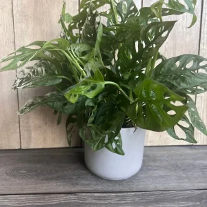 Monstera Adansonii Live Plant – Swiss Cheese Vine – 6 inch Pot – Indoor Houseplant - Image 2