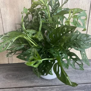 Monstera Adansonii Live Plant – Swiss Cheese Vine – 6 inch Pot – Indoor Houseplant - Image 3
