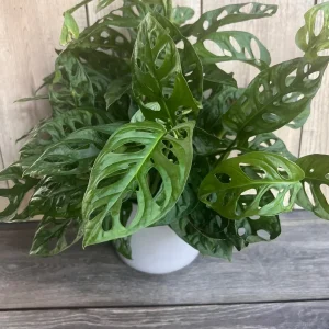 Monstera Adansonii Live Plant – Swiss Cheese Vine – 6 inch Pot – Indoor Houseplant - Image 5