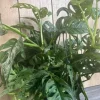 Monstera Adansonii Live Plant – Swiss Cheese Vine – 8 inch HB Pot – Indoor - Image 1
