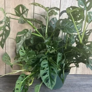 Monstera Adansonii Live Plant – Swiss Cheese Vine – 8 inch HB Pot – Indoor - Image 3