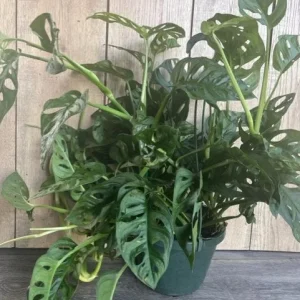 Monstera Adansonii Live Plant – Swiss Cheese Vine – 8 inch HB Pot – Indoor - Image 4