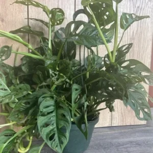 Monstera Adansonii Live Plant – Swiss Cheese Vine – 8 inch HB Pot – Indoor - Image 6