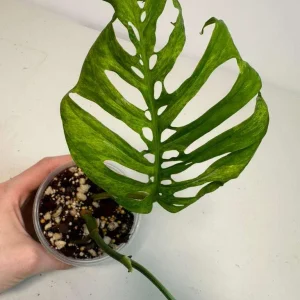 Monstera Adansonii Mottled Live Plant - Rare Variegated Swiss Cheese Tropical Houseplant - Image 2