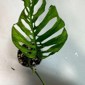 Monstera Adansonii Mottled Live Plant - Rare Variegated Swiss Cheese Houseplant - Image 3