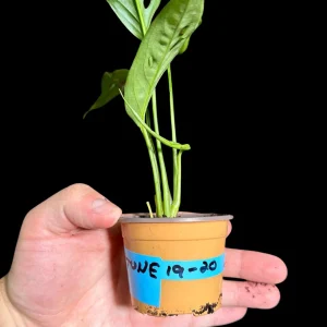 Monstera Adansonii Swiss Cheese Live Potted Plant - 2 inch Pot - Indoor Air Purifying - Image 4