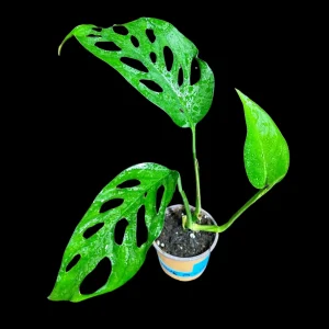 Monstera Adansonii Swiss Cheese Plant - Live Indoor Plant in 4 inch Pot - Image 2