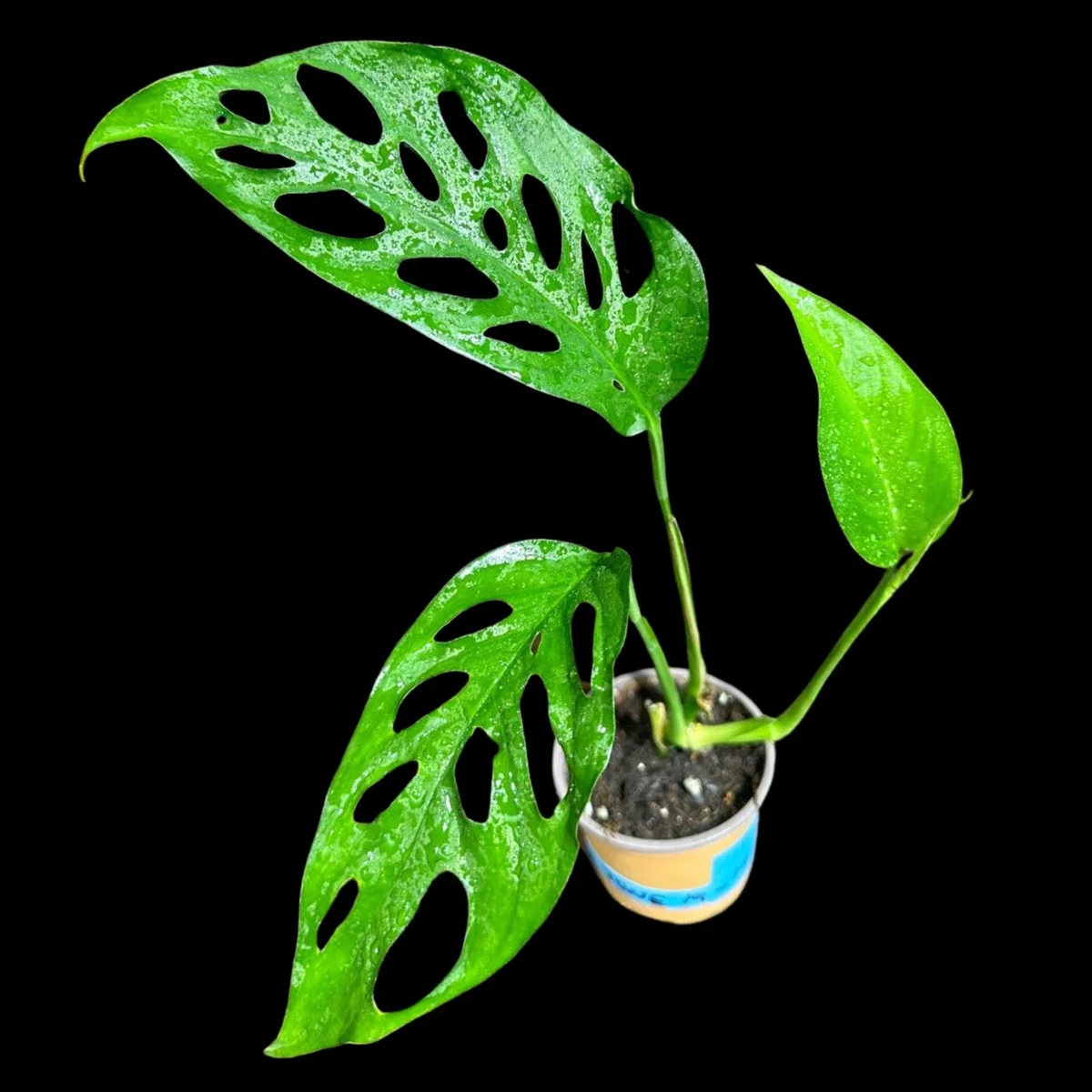 Monstera Adansonii Swiss Cheese Plant - Live Indoor Plant in 4 inch Pot - Image 4